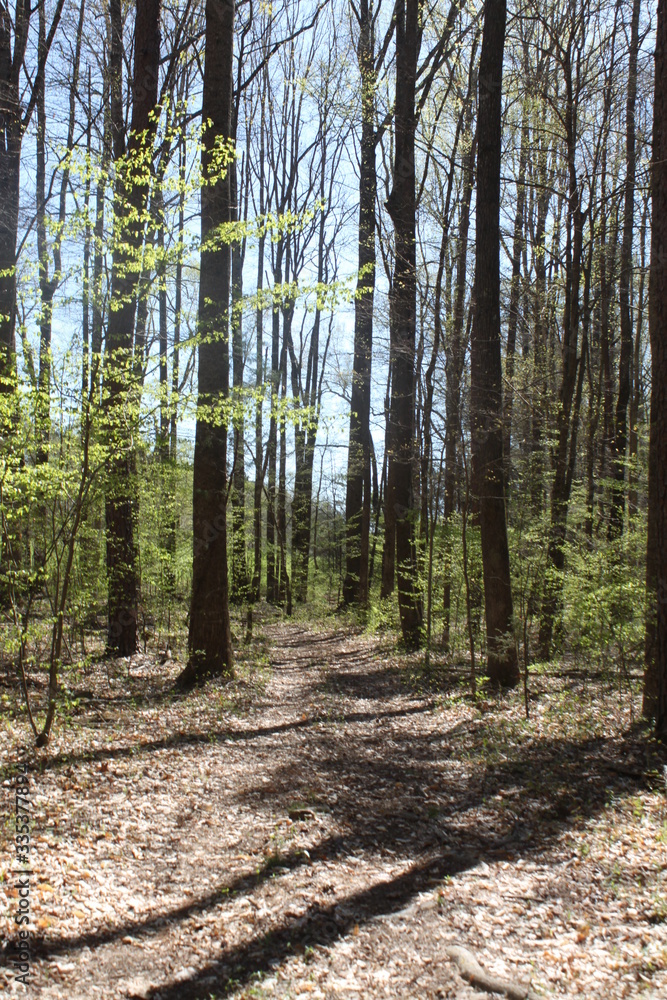 Fototapeta premium Spring forest