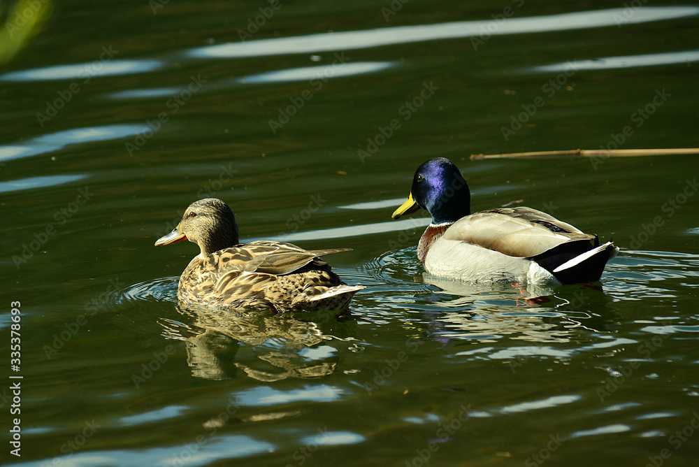 Obraz premium Ente am Wasser