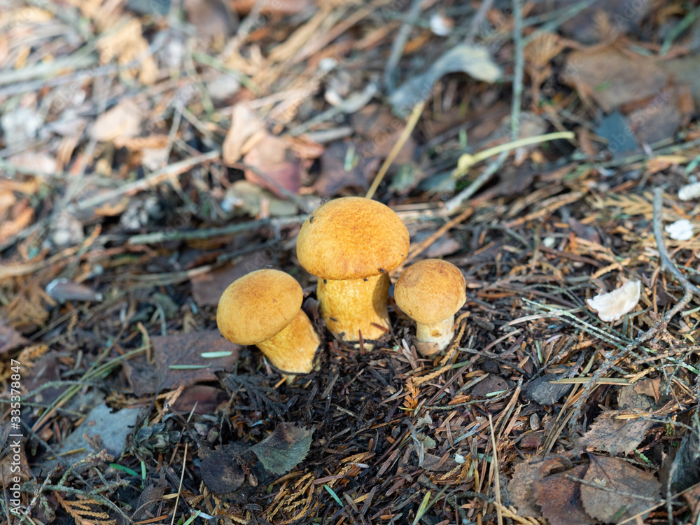 Three yellow bolete fungi covered in flies Three yellow bolete fungi covered in flies