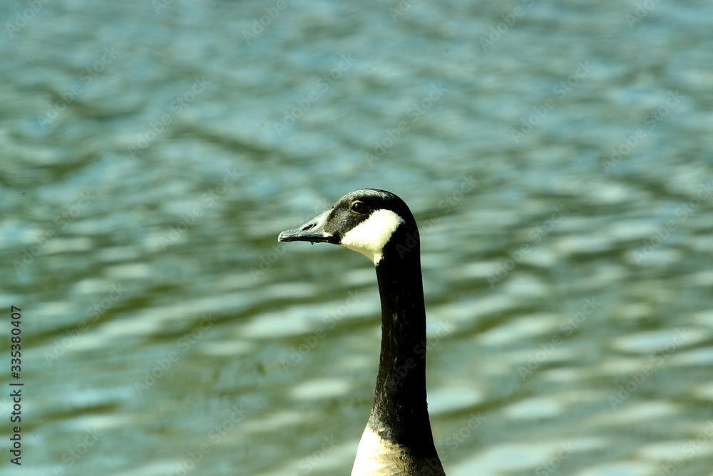 Obraz premium Wildgans am Wasser