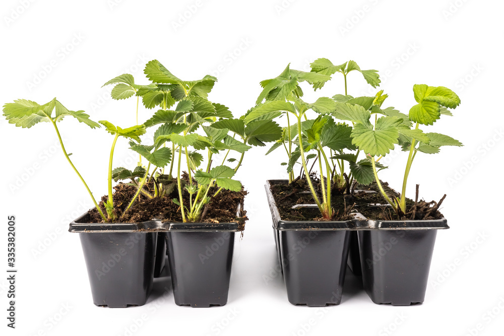young strawberry plants in pots on white background young strawberry plants in pots on white background