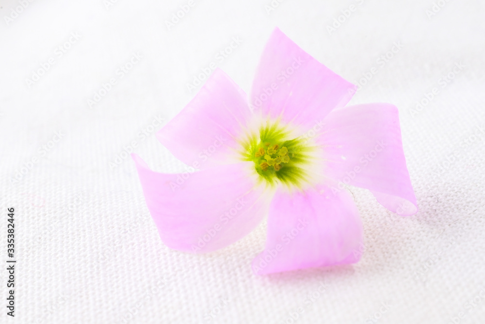 Oxalis Blossom 2