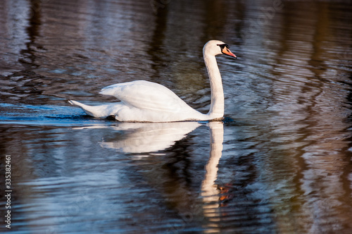 white swan on the lake in early spring