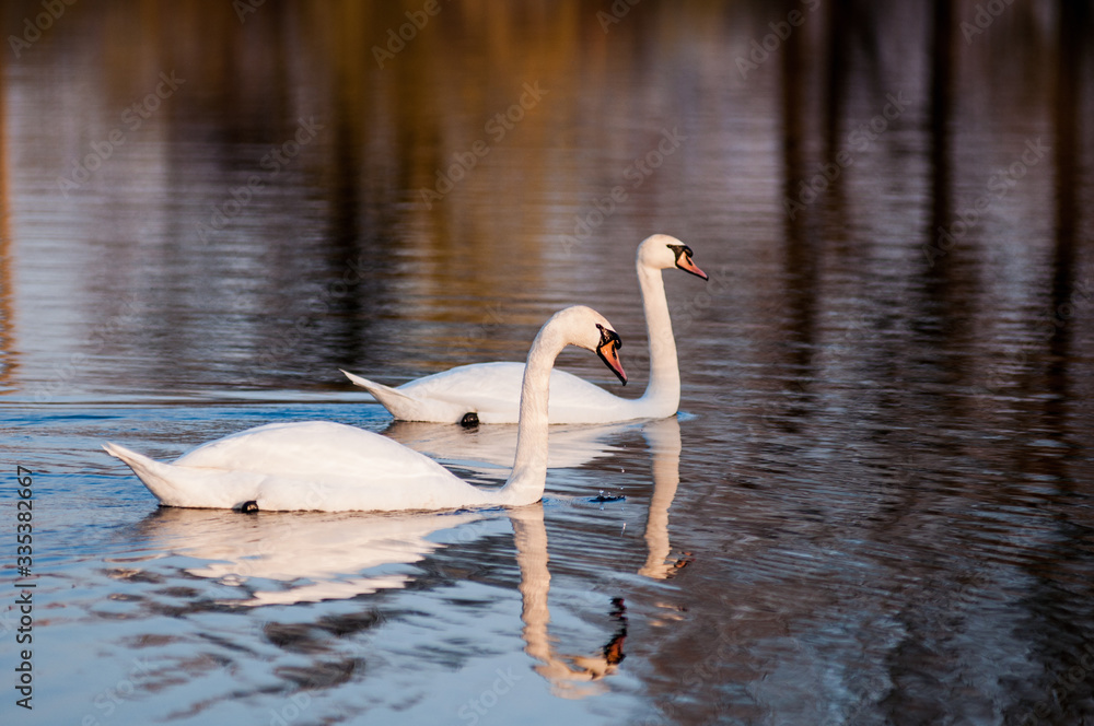 Fototapeta premium two white swans on a lake in early spring