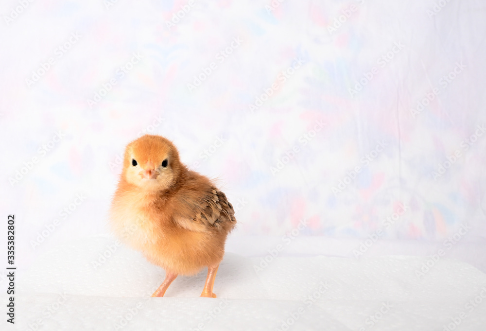 Fototapeta premium Coco the Rhode Island Red baby chick 4
