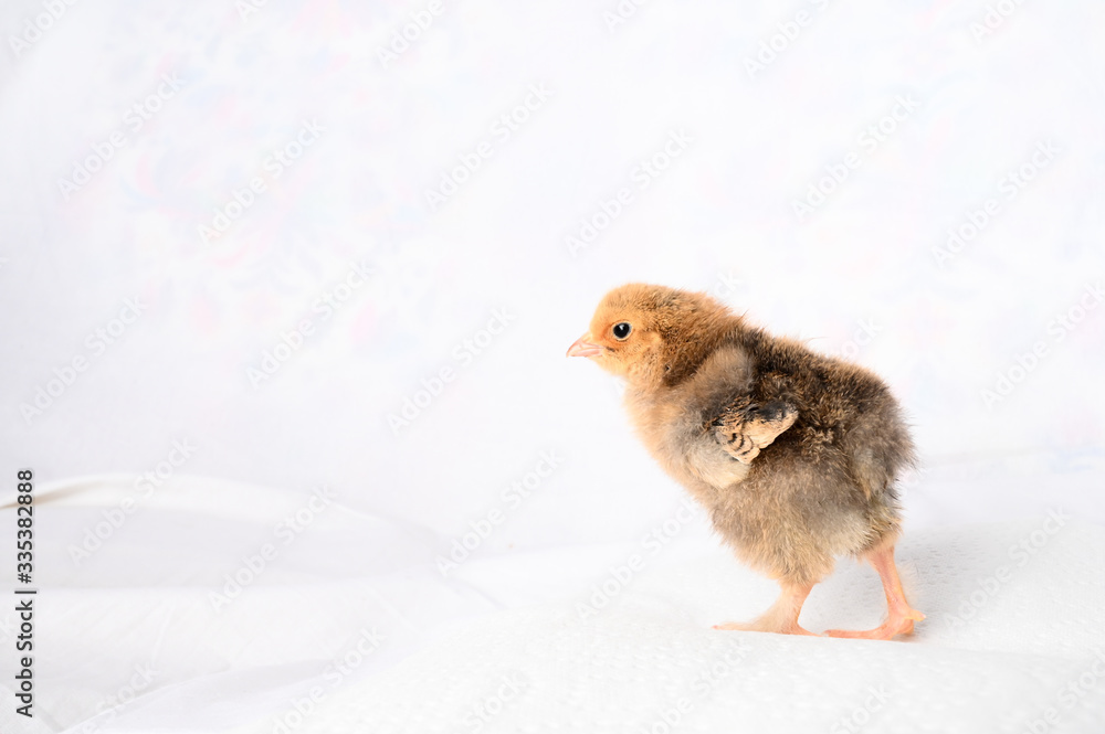 Fototapeta premium Maya the Buff Brahma chick