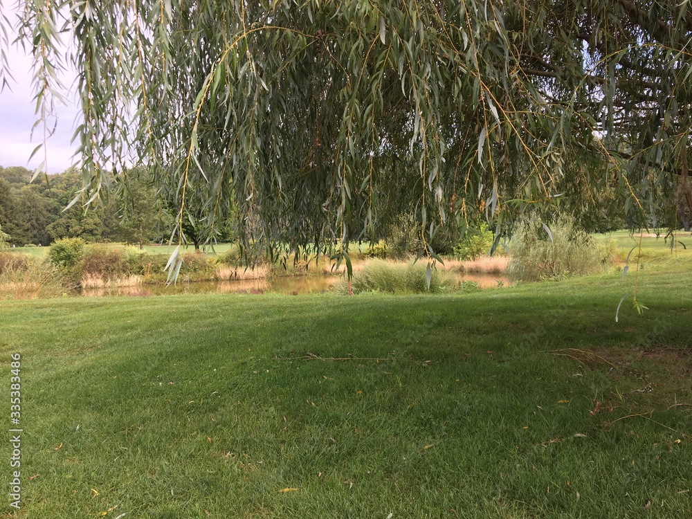 Fototapeta premium grass and trees