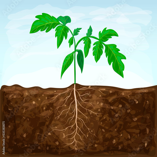 young seedling of vegetable grows in fertile soil. sprout with underground root system in ground on blue sky background. green shoot illustration. spring sprout of healthy tomato plant