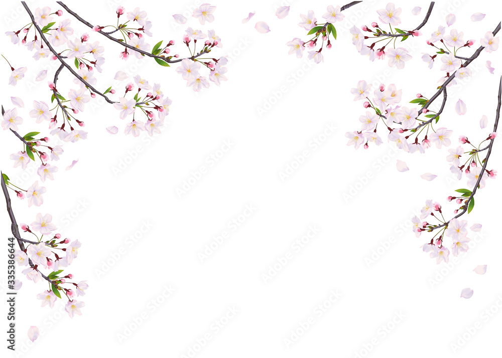 Branches of cherry on the white background.
