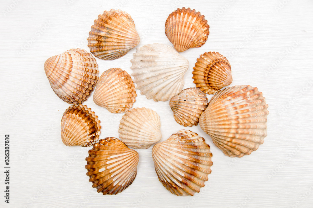 Collection of seashells on white wooden background. Set of seashells. Mollusks. Seafood. Healthy food 