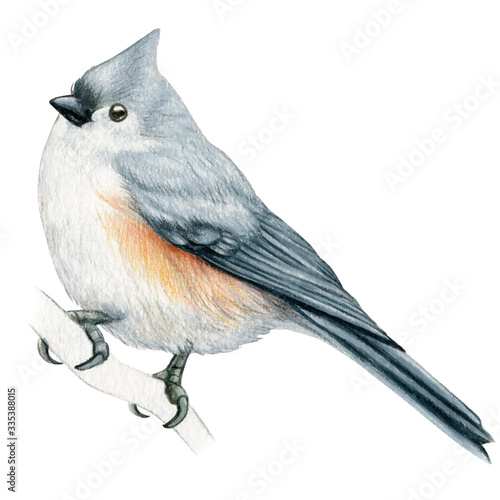 Titmouse hand drawn watercolor pencil bird