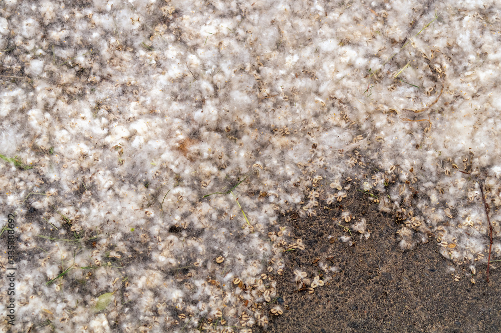 The city road with lying a lot of poplar fluff. Concept of spring season of allergies. Pollen allergy. Selective focus The city road with lying a lot of poplar fluff. Concept of spring season of allergies. Pollen allergy. Selective focus