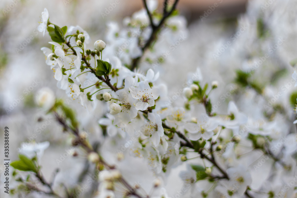 Apricot tree spring White Flowers with young green leaves. Soft focus Apricot tree spring White Flowers with young green leaves. Soft focus