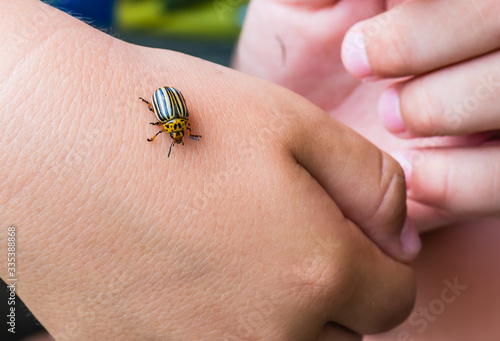 Colorado potatoe beetle on child arm. © WI