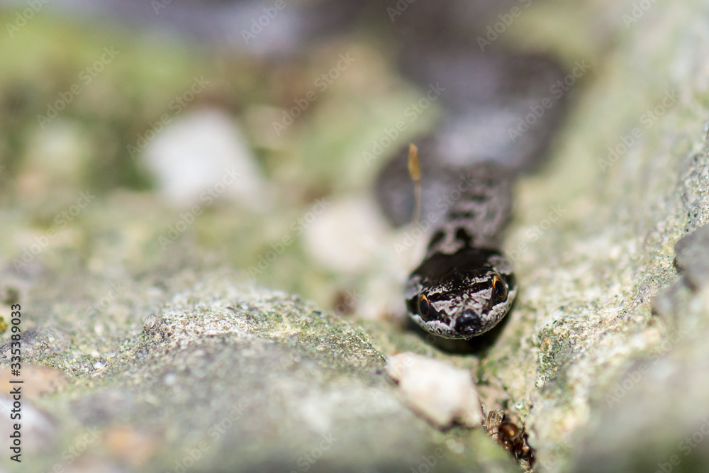Obraz premium Very small smooth snake trying to hide on concrete steps.