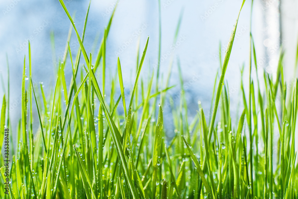 green bright grass with small droplets of water. spring greens with blue sky. water macro green bright grass with small droplets of water. spring greens with blue sky. water macro