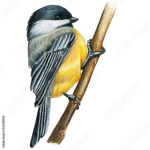 Chickadee hand drawn watercolor pencil bird