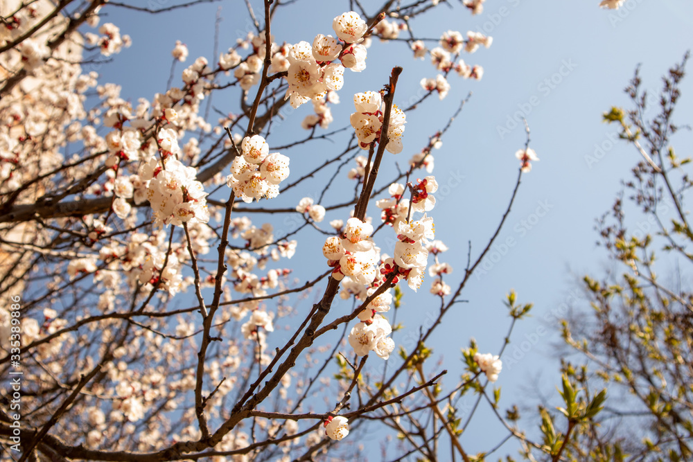 Blooming apricot. Sunny spring day.