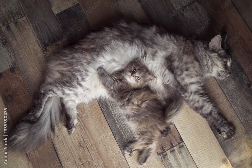 Cat mum with kitten - obrazy, fototapety, plakaty 