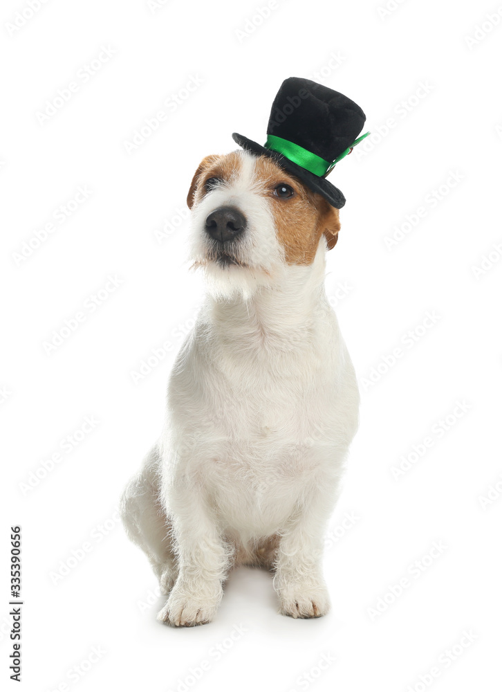 Jack Russell terrier with leprechaun hat on white background. St. Patrick's Day