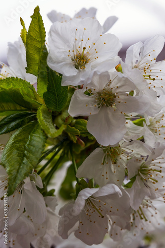 Blooming sweet cherries and green leaves. Sweet cherry flowers and buds on a tree branch in spring. Large white flowers. Macro photo. Small details close-up.
