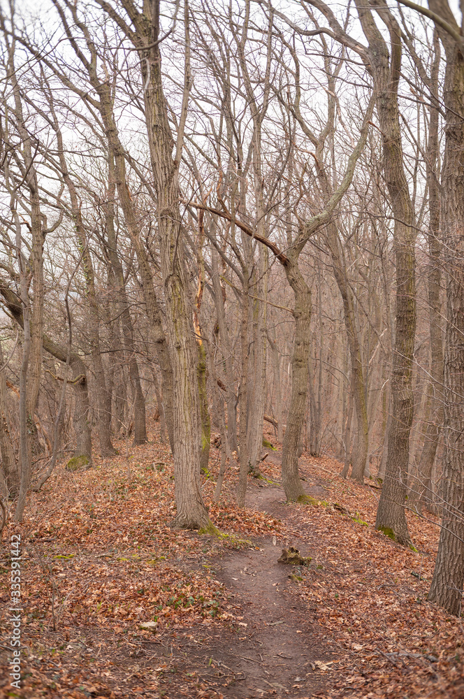 Fototapeta premium Landschaft im Frühling