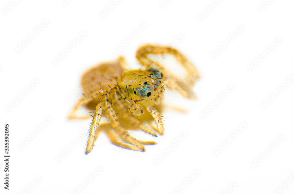 Baby Jumping spider closeup isolated in white background, blue eyes, hairy insect, macro photography