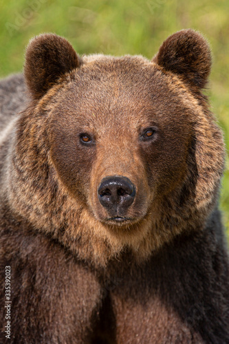 Brown bear (Ursus arctos) portrait in forest