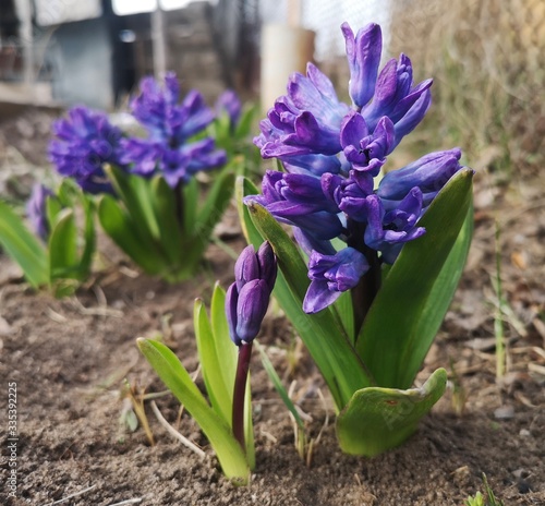 The first spring flowers are purple hyacinths.This plant has exudes a marvellous aroma.macro