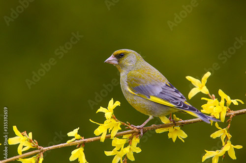 European greenfinch (Chloris chloris) on a branch in the forest