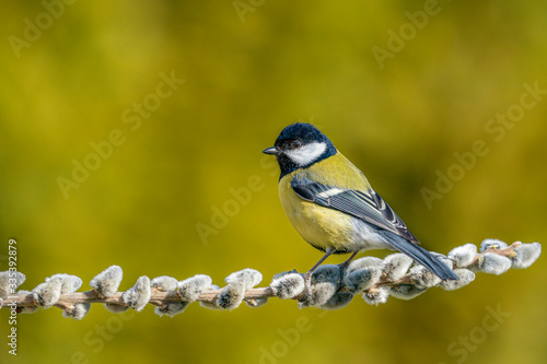 Great tit sittingon on the branch. Wildlife scene from nature.; Parus major. photo