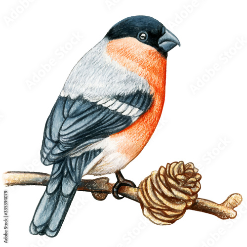 Bullfinch hand drawn watercolor pencil bird