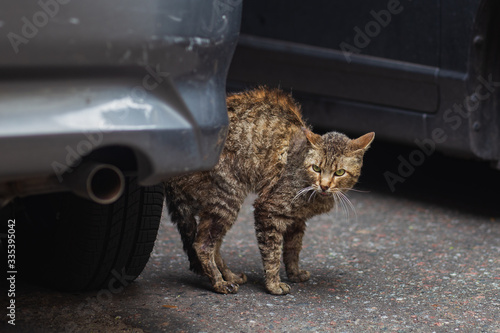 Scared and aggressive cat on the street
