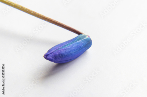 Obraz na plátne Blue Bud