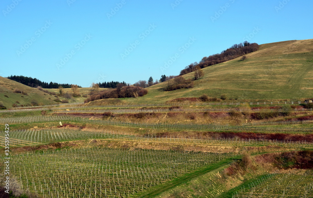 Kaiserstuhl im Frühling