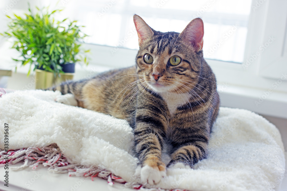 A cute domestic striped cat with green eyes lies on a litter near the window. The concept of a cozy home with pets
