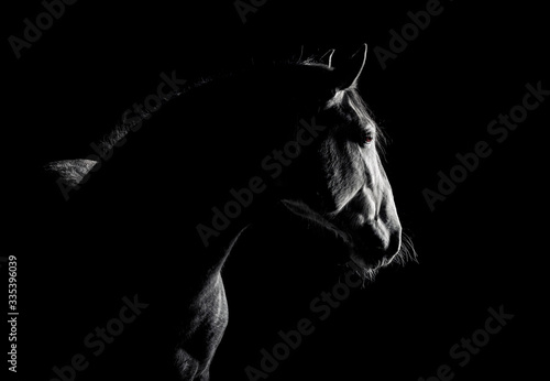 Andalusian horse silhouette in the low light on black background. Animal portrait with space for text.