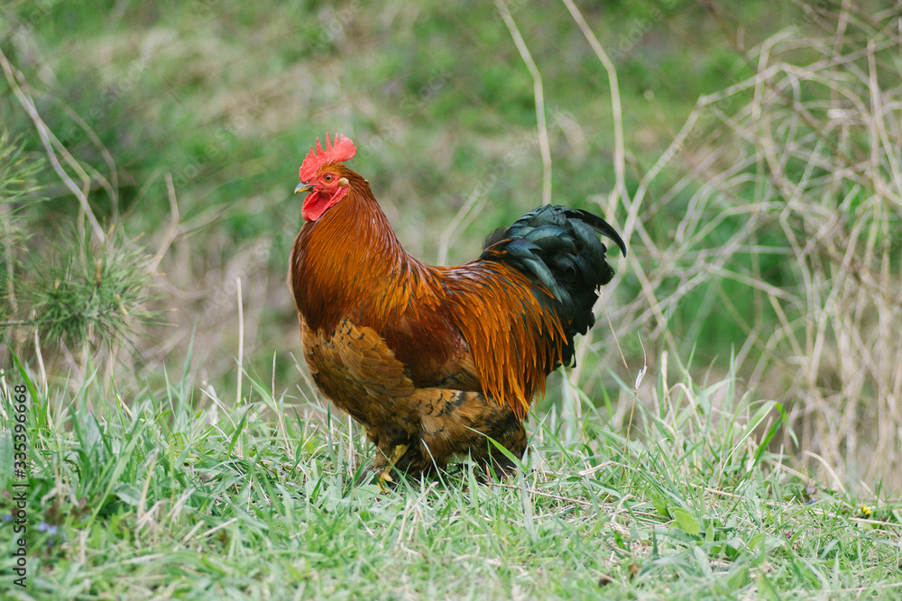 a beautiful pedigreed rooster on a farm on the background of green grass walks in the fresh air