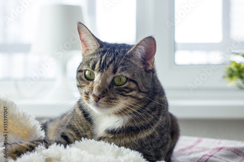 A cute domestic striped cat with green eyes lies on a litter near the window. The concept of a cozy home with pets 