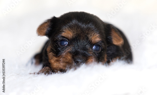 little puppy on a white fluffy blanket, yorkshire terrier