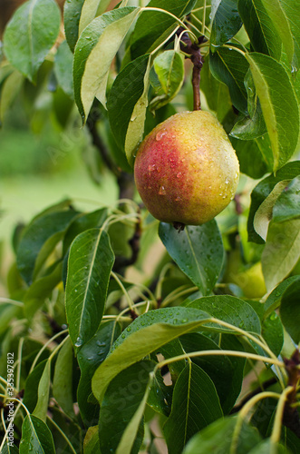 Fresh juicy pears grow on a tree with leaves