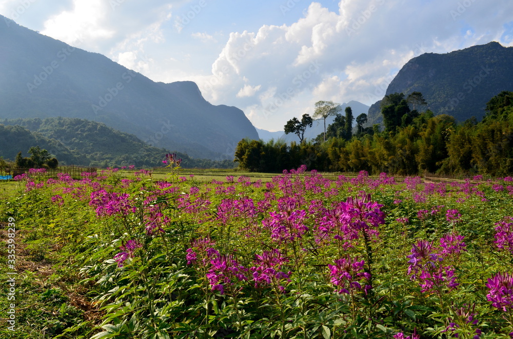 Amazing rural landscape full of pink flowers in the northern Laos