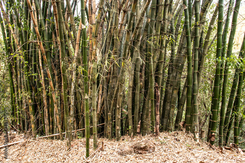 Bamboo forest trees in Brazil