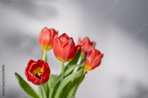 Bukiet tulipanów zdobi dom