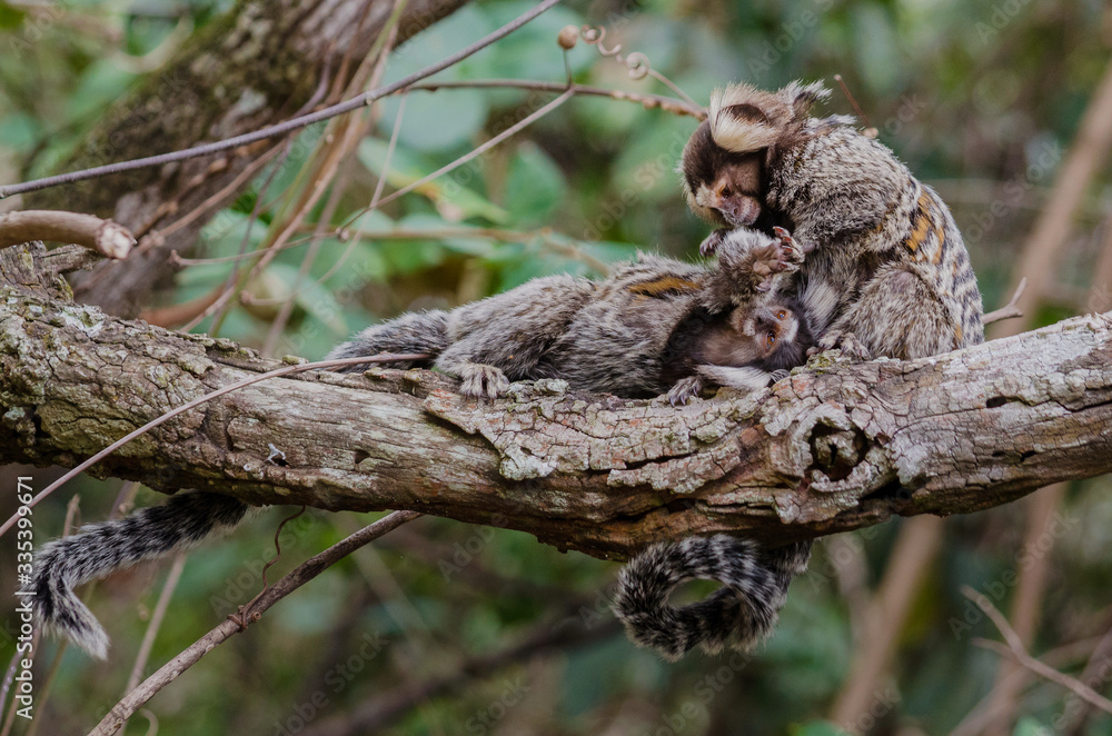 Marmosets (Callithrix jacchus) picking lice on a branch