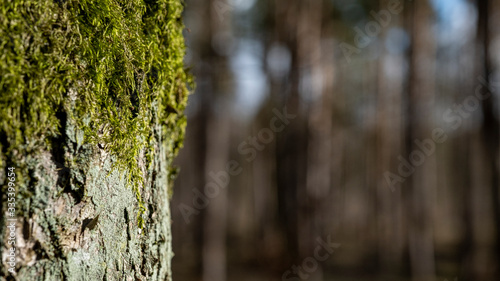 Fototapeta Naklejka Na Ścianę i Meble -  mech na drzewie a w tle las w słonecznym dniu