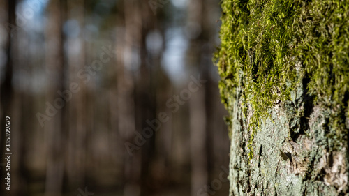 Fototapeta Naklejka Na Ścianę i Meble -  mech na drzewie a w tle las w słonecznym dniu