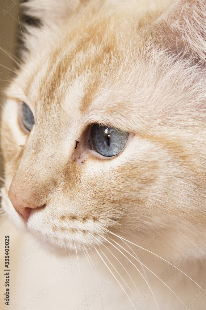 Light tan cat with blue eyes