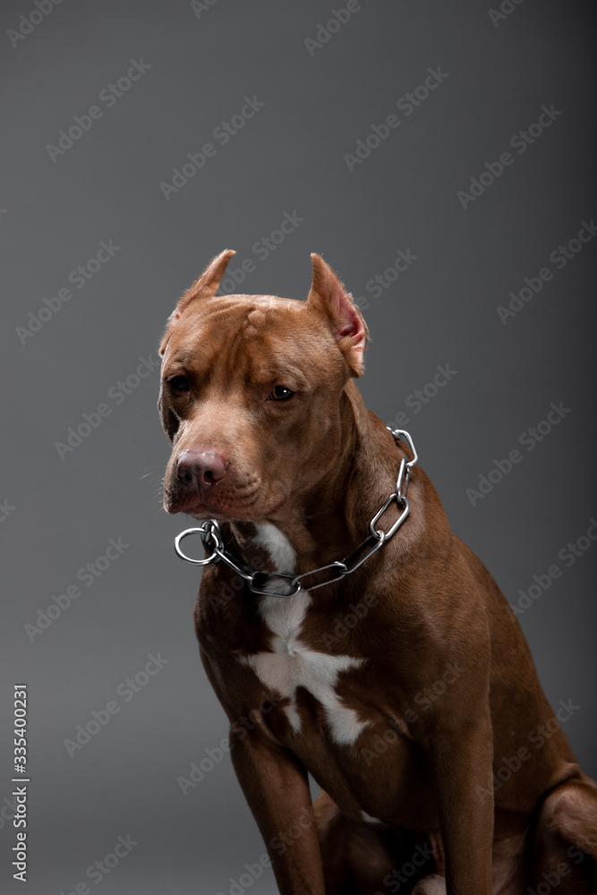 Beautiful pit bull terrier dog on the backgrounds Beautiful pit bull terrier dog on the backgrounds