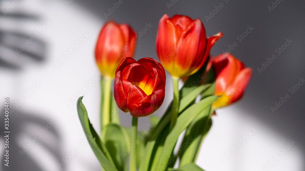 Tulipan w bukiecie pięknie oświetlony - obrazy, fototapety, plakaty 